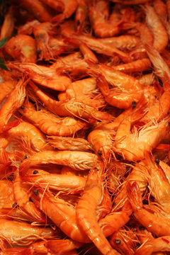 Beautiful Shrimps background. Seafood.