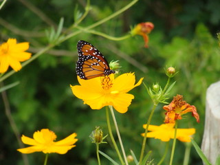 Flores e borboleta