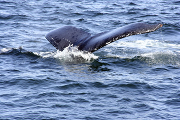 Ballenas Jorobadas