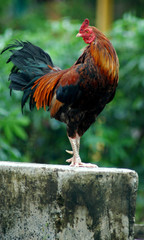 Guarding rooster