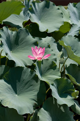 single lotus flower