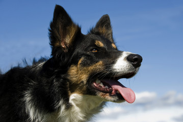 border collie