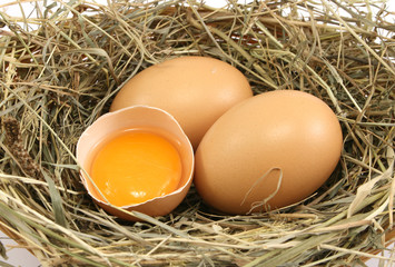 eggs