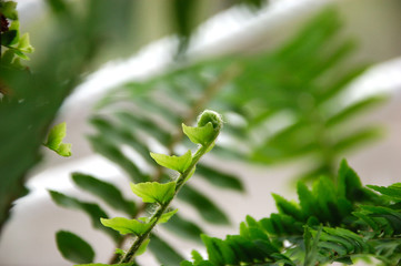 young fern leaf