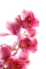 Obraz na płótnie Canvas ciemno różowa orchidea