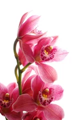 Deurstickers Orchidee dark pink orchid