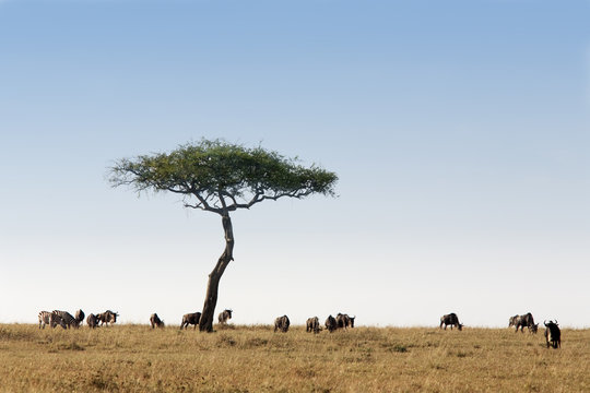 masai mara
