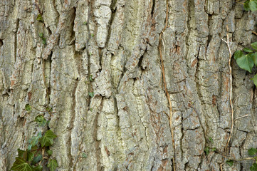 Tree bark