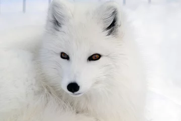 Door stickers Arctic fox Arctic Fox