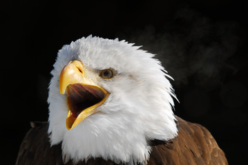 American Bald Eagle