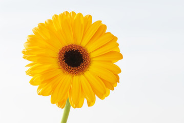 Yellow gerbera