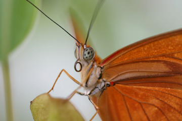 Schmetterling Makro