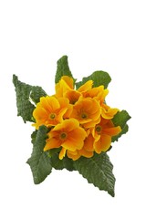 gold primrose