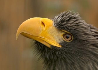 Steller´s sea-eagle (Haliaeetus pelagicus)