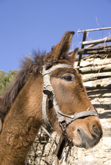 Pack donkey in village Leshten