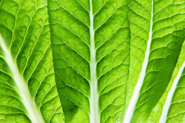 leafs