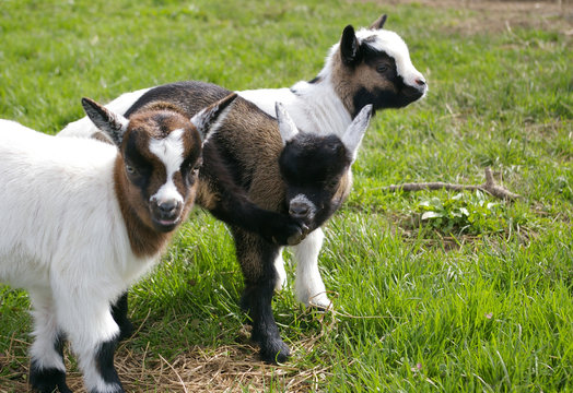 Chevreaux2