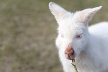 White Wallaby