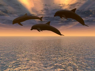 Papier Peint photo autocollant Dauphins coucher de soleil rouge dauphin