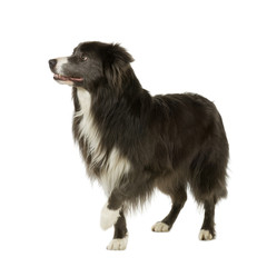 Border Collie (2 years)