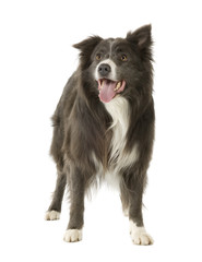 Border Collie (2 years)