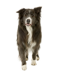 Border Collie (2 years)