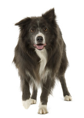 Border Collie (2 years)