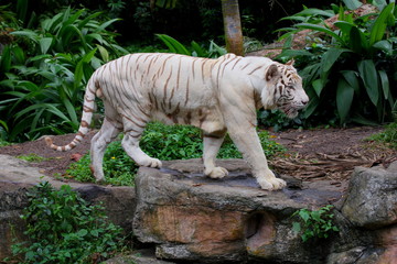 Tiger 2087