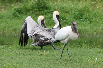PELICANS WALKING