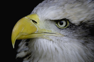 bald eagle