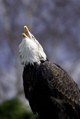 bald eagle