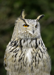 eagle owl