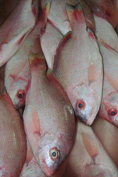 Red Snapper