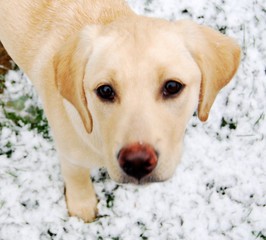 labrador puppy in the snow