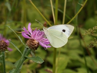 Butterflies of Russia: Pieris rapae