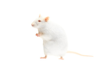 albino rat