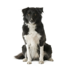 Border Collie (5 years, 6 months)