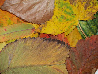 Herbstblätter – Hintergrund