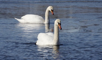 Mute swan. 