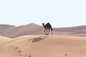 Fototapeta na wymiar Wielbłądy na pustyni 7