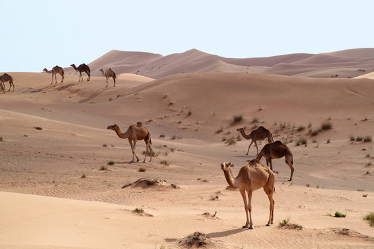 camels in the desert 6