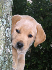 labrador