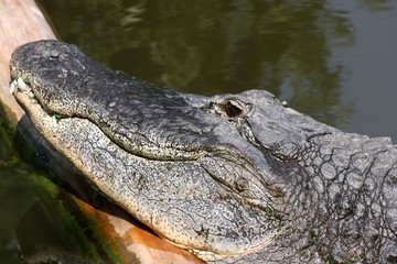 Crocodile - Basking in the Sun