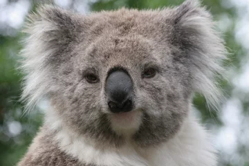 Fotobehang Koala Koala