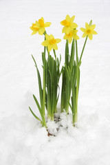 Bunch of yellow spring daffodils in snow