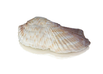 seashell