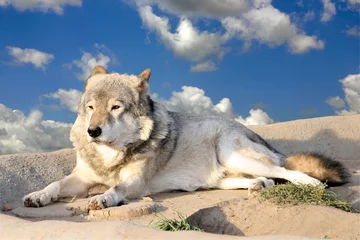 Cercles muraux Loup Le loup sur fond de ciel.