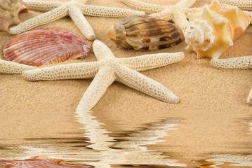 Seashell © BVDC