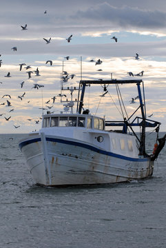 Fototapeta bateau de pêche port oiseau