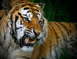  Snarling Tiger © Chris Sargent